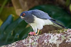 New Caledonia Goshawk